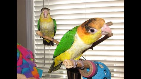 Mojo And Bebe White Bellied Caique Babies Youtube