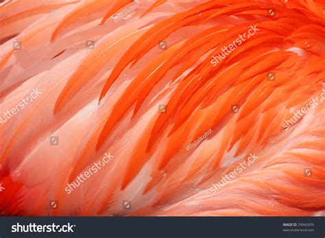 Texture Of Pink Flamingo Feathers Stock Photo 29942659 : Shutterstock