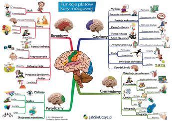 Płaty mózgu najważniejsze funkcje School notes Sketchnotes Biology