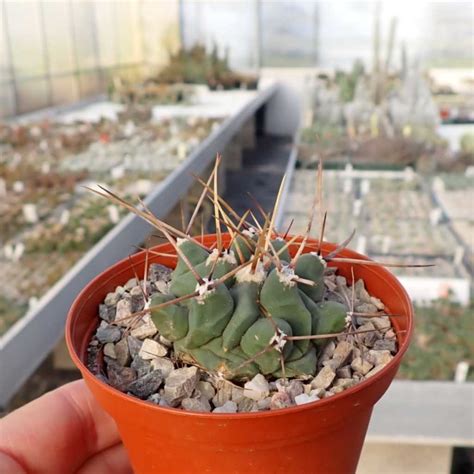 Thelocactus Schwarzii Dw A Uhlig Kakteen Ber Verschiedene Arten