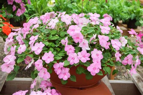 How To Grow And Care For Impatiens Gardeners Path