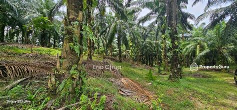 Acres Palm Oil Land At Siputeh Perak Jalan Siputeh Batu Gajah