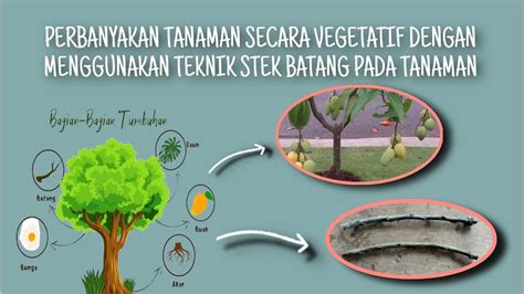 Teknologi Perbanyakan Tanaman Secara Vegetatif Agroteknologi Unkhair