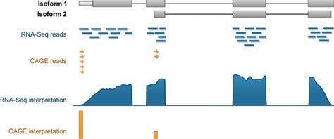 Schematic Diagram Of Cage And Rna Seq Read Coverage For A Gene With Two