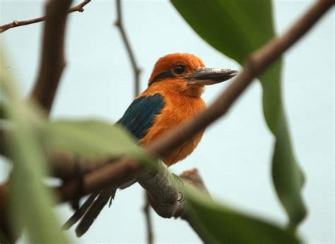 Rare Guam Kingfisher bird dies at Smithsonian National Zoo