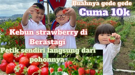 Wisata Kebun Strawberry Di Berastagi Petik Sendiri Langsung Dari