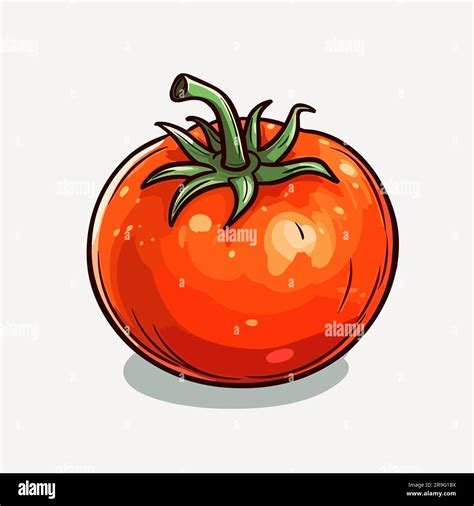 Tomate Tomate dibujado a mano ilustración Vector doodle estilo