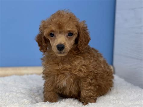 Poodle Mini Dog Male Red 3886947 Petland Batavia Il