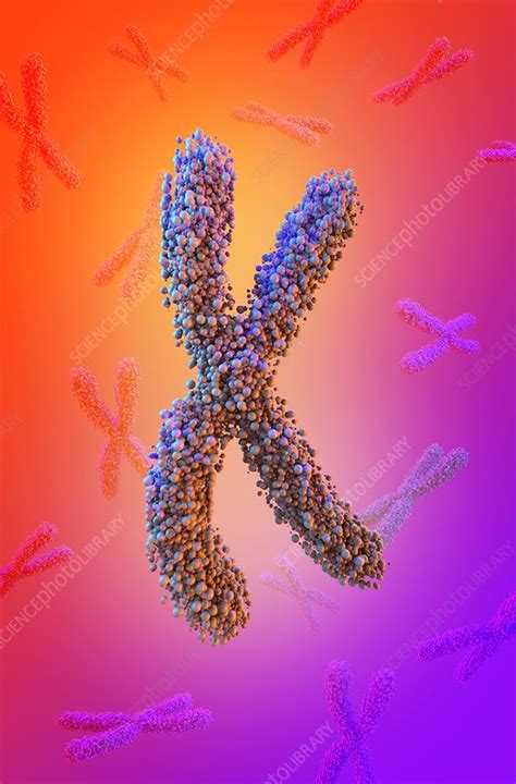 Chromosome Illustration Stock Image C0376556 Science Photo Library