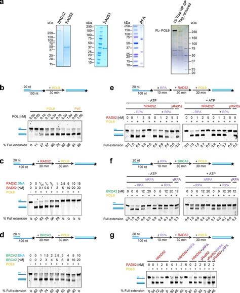 RAD52 and BRCA2 inhibit the polymerase function of POLθ via their ssDNA