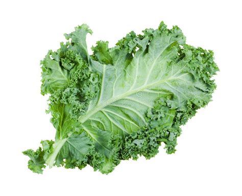 Single Kale Or Leaf Cabbage Hardy Annual Green Vegetable Plant Left