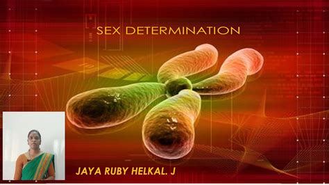 Chromosomal Basis Of Sex Determination Class 12 English Medium