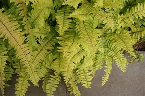 Boston Ferns Buying And Growing Guide