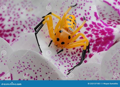 An Eight-spotted Crab Spider is Looking for Prey on a Wild Orchid. Stock Image - Image of ...