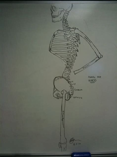 Bored Skeleton Sketch By Reformedoverlord On Deviantart