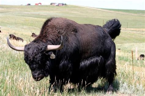 27 Best Bison Buffalo And Yak Images On Pinterest Bison Buffalo And