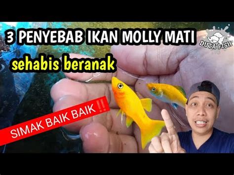 3 PENYEBAB IKAN MOLLY MATI SETELAH BERANAK YouTube