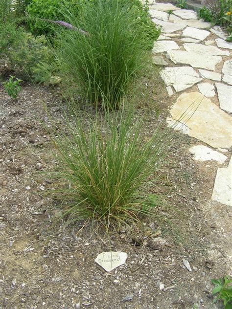 Free Shipping Prairie Dropseed Grass In Separate Inch Pots