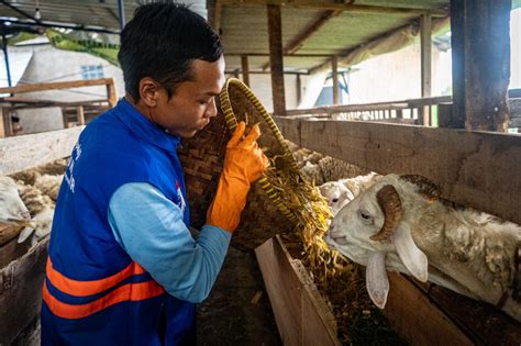 Sambut Kemeriahan Idul Adha 1445 H DT Peduli Siapkan Hewan Ternak Yang