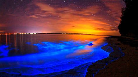 Playas bioluminiscentes en España