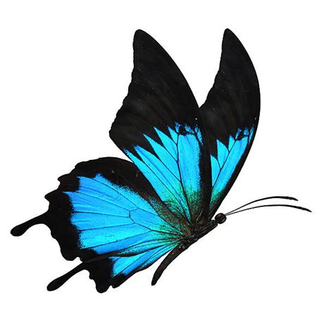 Best Green Blue And Purple Butterflies Stock Photos Pictures And Royalty