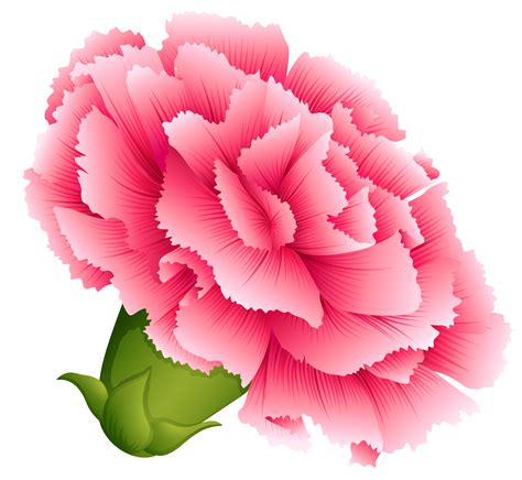 Pink Carnation Flower Clipart Image