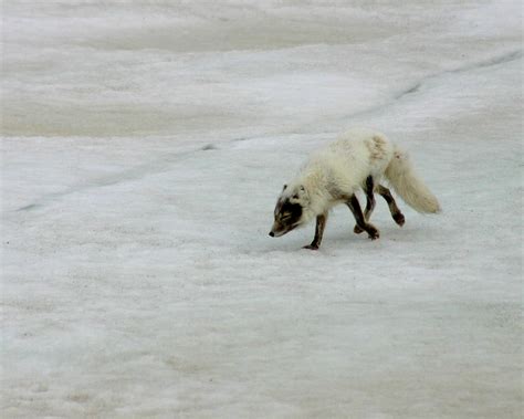 Arctic Fox on Ice Photograph by Anthony Jones