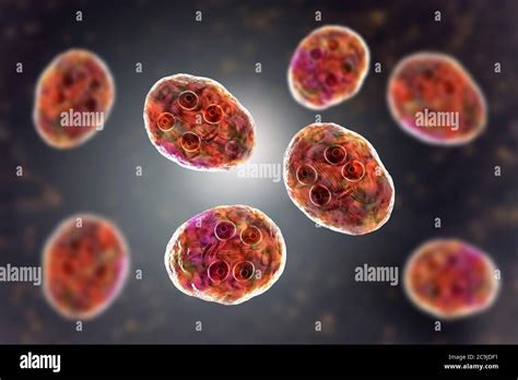 Giardia Lamblia Cyst Immagini E Fotografie Stock Ad Alta Risoluzione