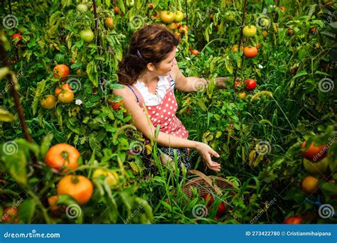 Adult Woman Picking Tomatoes In The Garden Women In Greenhouse Stock