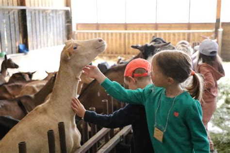 Les maternelles à la ferme Ensemble Scolaire Don Bosco