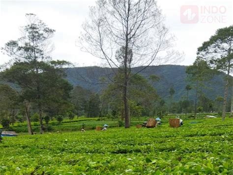 Menikmati Hijaunya Kebun Teh Tambi Di Wonosobo Pas Buat Healing Bikin