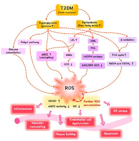 Oxidativer Stress Bei Diabetes Mellitus Ein Komplexer Mechanismus Der