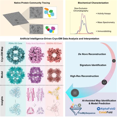 Cryo Em Combined With Ai To Advance Our Understanding Of Native Cell