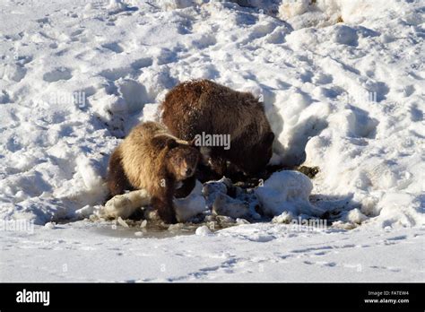 One Of Grizzly Bear 610s Cubs Of Grand Teton National Park Looks Up