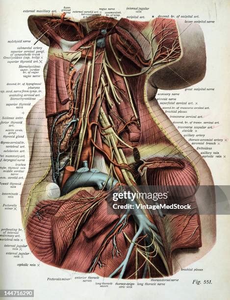 Thoracoacromial Artery Photos and Premium High Res Pictures - Getty Images