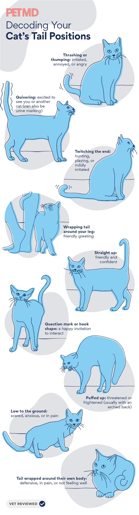 Cat Tail Language 101: Why Cats Wag Their Tails and More | PetMD | Cat ...