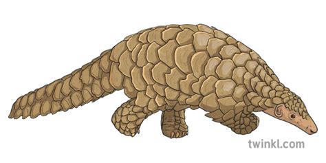 What is a Pangolin? – Pangolin Facts for Kids – Twinkl