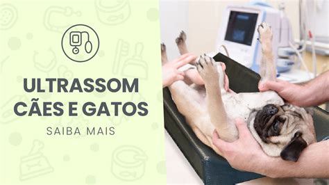 Ultrassom Cães e Gatos Vida Animal