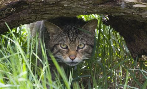 Scottish wildcats case study - The River South Esk