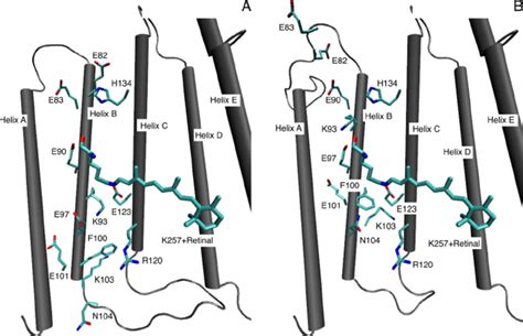 Three Dimensional Structure Of The ChR2 Homology Models A And B With