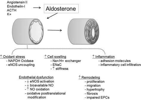 The Role Of The Reninangiotensinaldosterone System In The