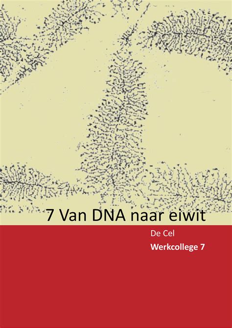 Werkcollege H7 Uitwerkingen De Cel Werkcollege 7 7 Van DNA Naar Eiwit