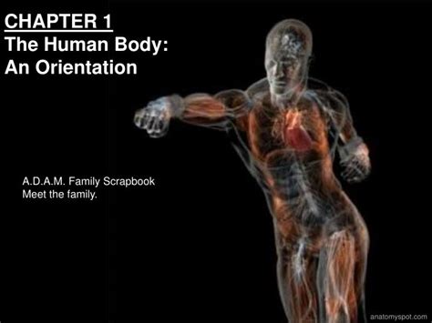 Ppt Chapter 1 The Human Body An Orientation Powerpoint Presentation Id 1442849