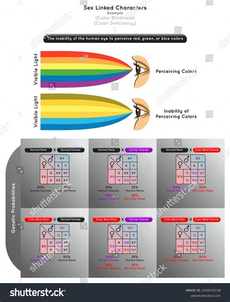 Sex Linked Characters Infographic Diagram Example Stock Vector Royalty