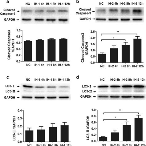 The Expression Level Of Cleaved Caspase 3 And LC3 In Hippocampal