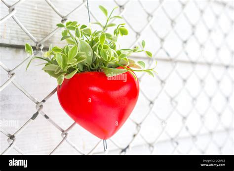 Coeur Rouge Avec Une Plante Verte Sont Accroch S Sur Une Cl Ture Et