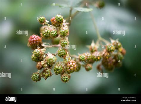 Bramble new fruit - Rubus fruiticosus Stock Photo - Alamy