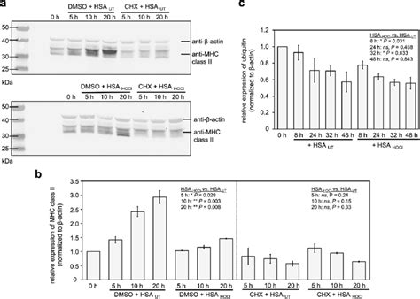 HOCl Modified Human Serum Albumin Does Not Increase Degradation Rate Of