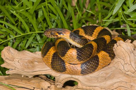 Northern Cat Eyed Snake Leptodeira Septentriomalis