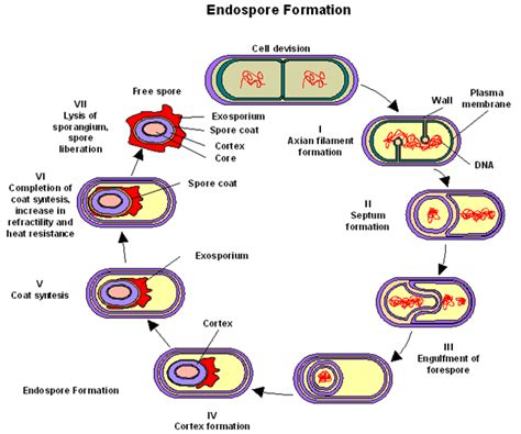 Introducción A La Bacteriología Bacterias Estructura Y Morfología